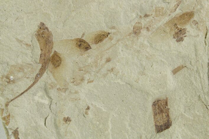 Fossil Samarae (Winged Seeds) and Plant Fragment Plate - Utah #356610